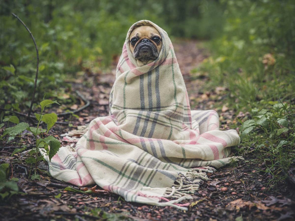 A pug wrapped in a blanket, looking up.